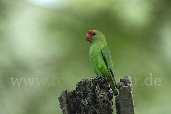 Tarantapapagei (Agapornis taranta)