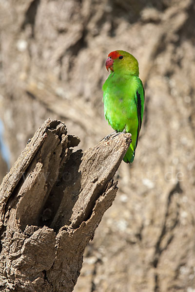 Tarantapapagei (Agapornis taranta)