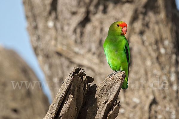 Tarantapapagei (Agapornis taranta)