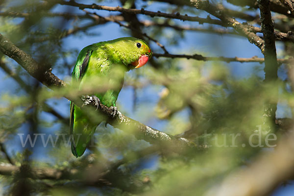 Tarantapapagei (Agapornis taranta)