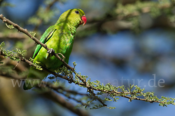 Tarantapapagei (Agapornis taranta)