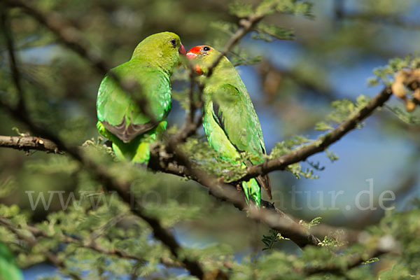 Tarantapapagei (Agapornis taranta)