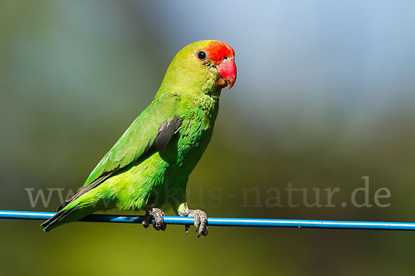 Tarantapapagei (Agapornis taranta)