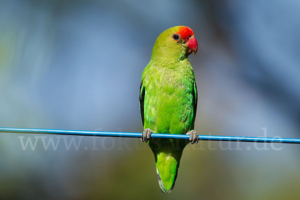 Tarantapapagei (Agapornis taranta)