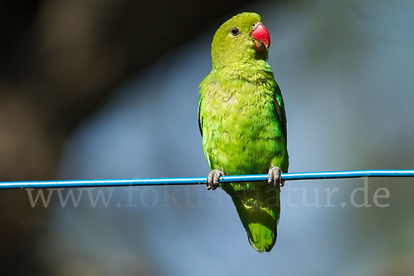 Tarantapapagei (Agapornis taranta)