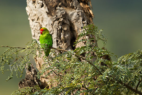 Tarantapapagei (Agapornis taranta)