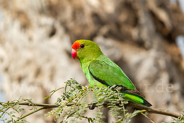 Tarantapapagei (Agapornis taranta)