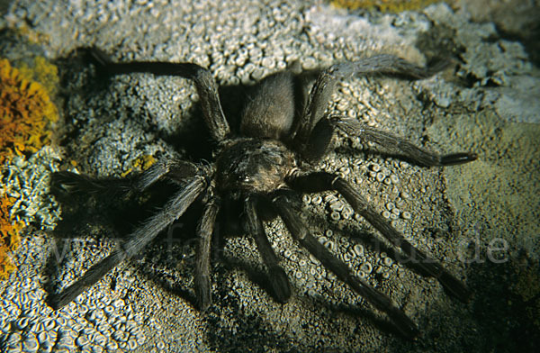 Tarantel spec. (Lycosa spec.)