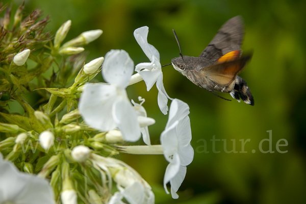 Taubenschwänzchen (Macroglossum stellatarum)