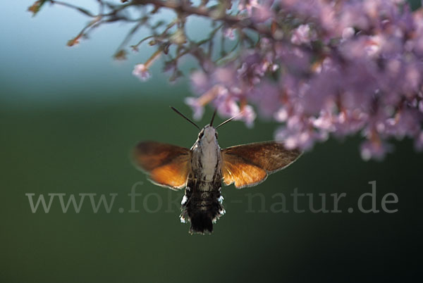 Taubenschwänzchen (Macroglossum stellatarum)