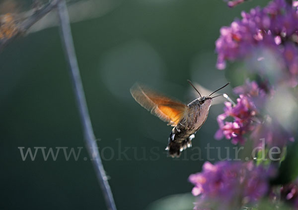 Taubenschwänzchen (Macroglossum stellatarum)