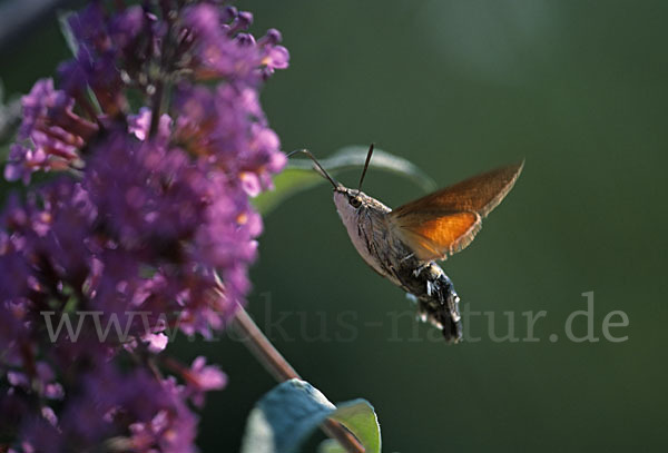 Taubenschwänzchen (Macroglossum stellatarum)