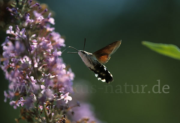 Taubenschwänzchen (Macroglossum stellatarum)