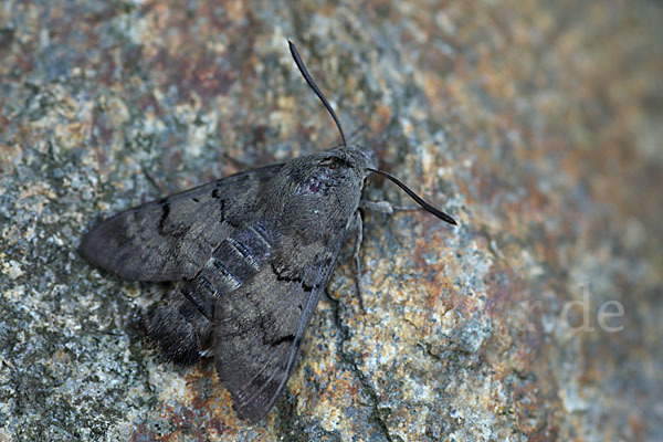 Taubenschwänzchen (Macroglossum stellatarum)