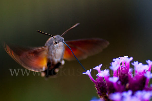 Taubenschwänzchen (Macroglossum stellatarum)