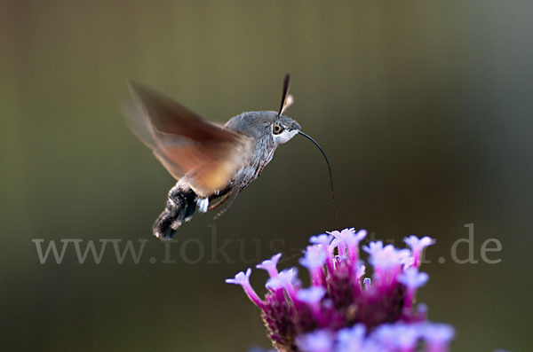 Taubenschwänzchen (Macroglossum stellatarum)