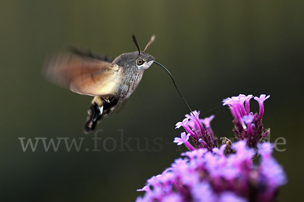 Taubenschwänzchen (Macroglossum stellatarum)