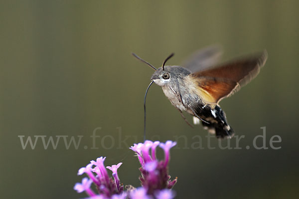 Taubenschwänzchen (Macroglossum stellatarum)