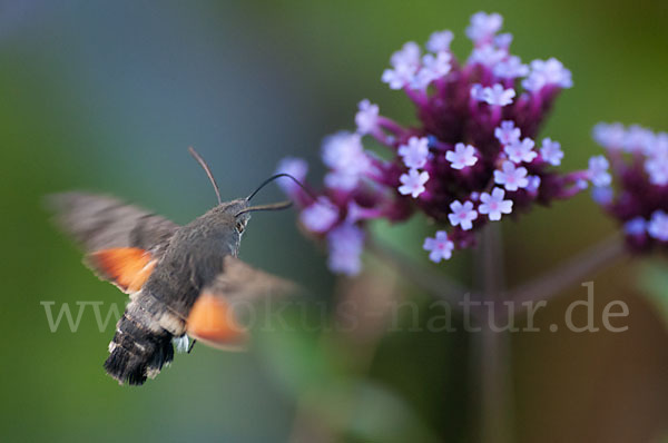 Taubenschwänzchen (Macroglossum stellatarum)