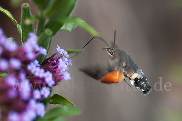 Taubenschwänzchen (Macroglossum stellatarum)