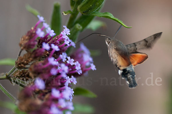 Taubenschwänzchen (Macroglossum stellatarum)