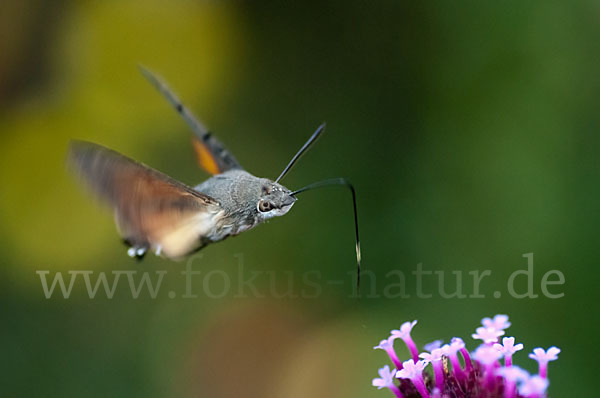 Taubenschwänzchen (Macroglossum stellatarum)