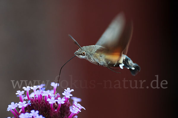 Taubenschwänzchen (Macroglossum stellatarum)