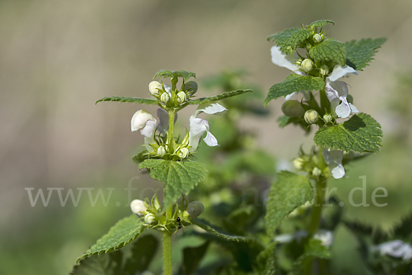 Taubnessel (Lamium album x lamium maculatum)