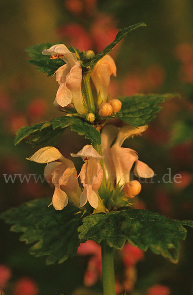 Taubnessel (Lamium album x lamium maculatum)