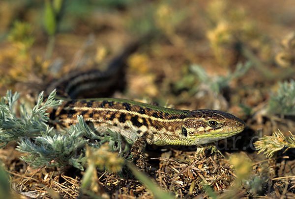 Taurische Eidechse (Podarcis taurica)