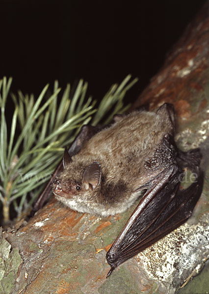 Teichfledermaus (Myotis dasycneme)