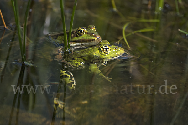 Teichfrosch (Pelophylax kl. esculentus)