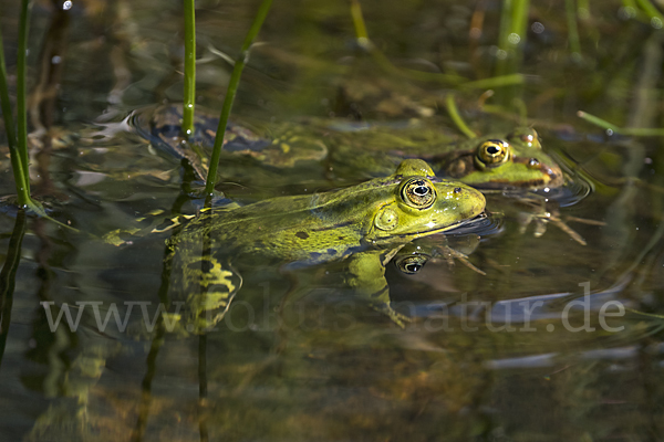 Teichfrosch (Pelophylax kl. esculentus)