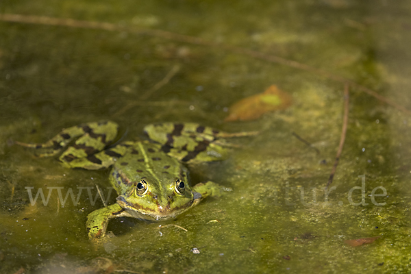 Teichfrosch (Pelophylax kl. esculentus)