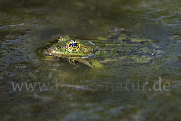 Teichfrosch (Pelophylax kl. esculentus)