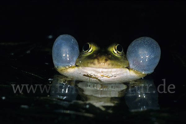 Teichfrosch (Pelophylax kl. esculentus)