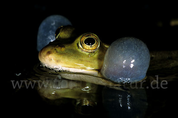 Teichfrosch (Pelophylax kl. esculentus)