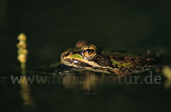 Teichfrosch (Pelophylax kl. esculentus)