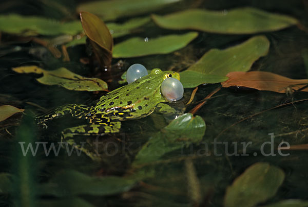 Teichfrosch (Pelophylax kl. esculentus)