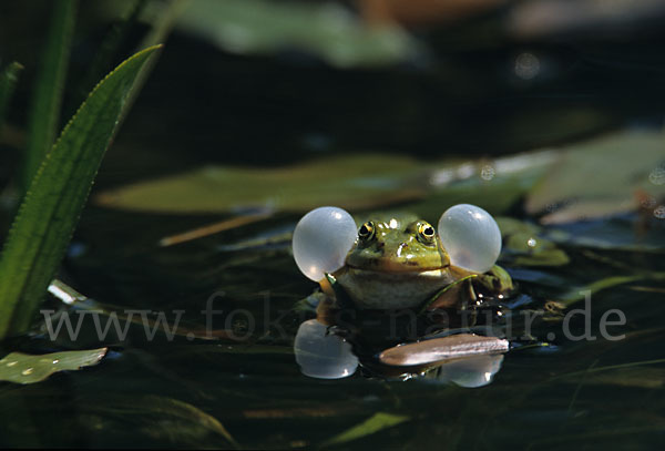 Teichfrosch (Pelophylax kl. esculentus)