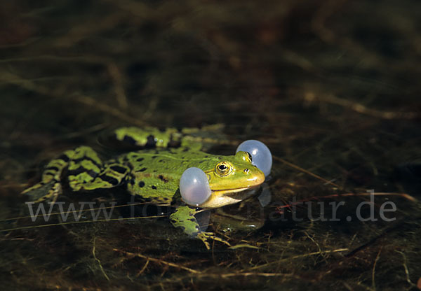 Teichfrosch (Pelophylax kl. esculentus)