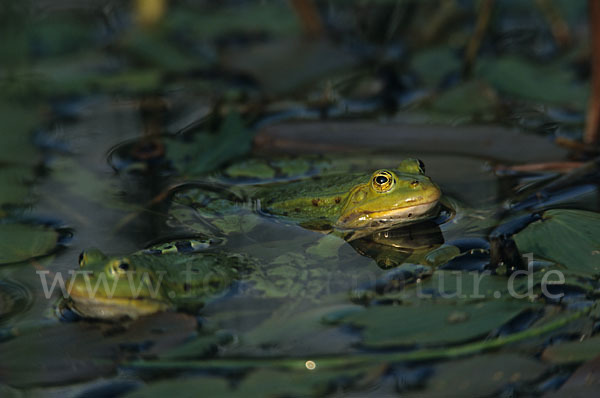 Teichfrosch (Pelophylax kl. esculentus)