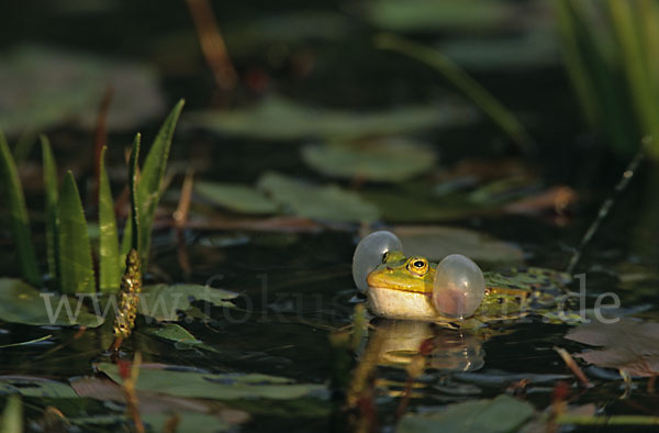 Teichfrosch (Pelophylax kl. esculentus)