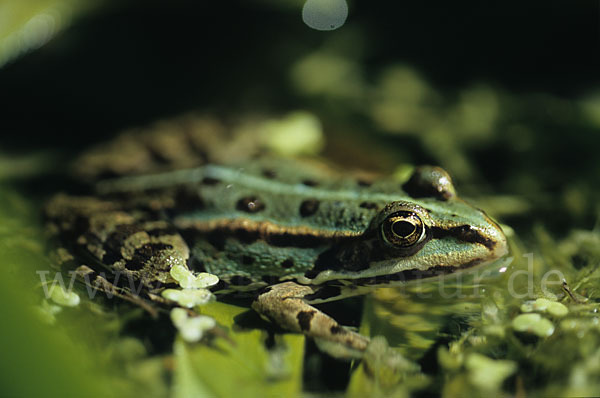 Teichfrosch (Pelophylax kl. esculentus)