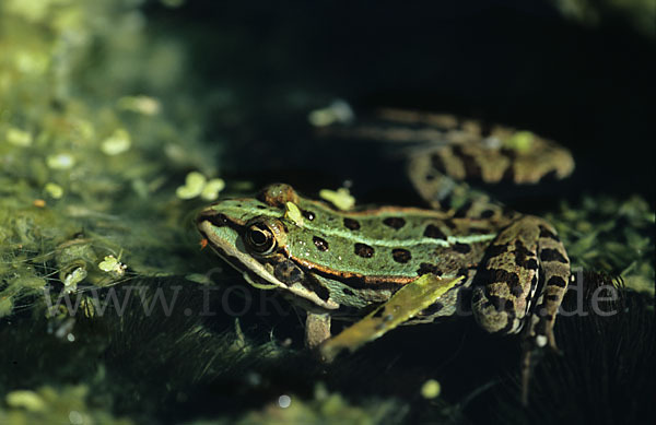 Teichfrosch (Pelophylax kl. esculentus)