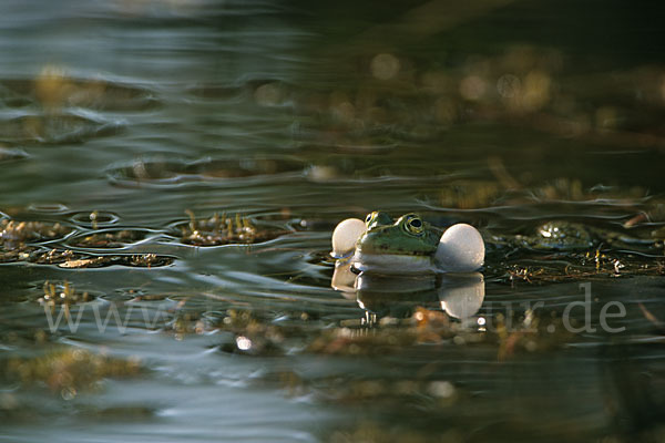 Teichfrosch (Pelophylax kl. esculentus)