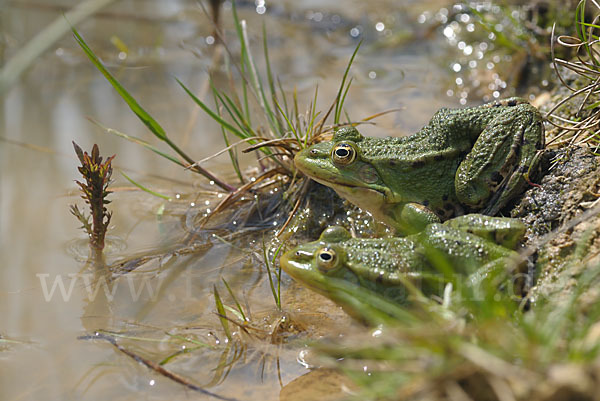 Teichfrosch (Pelophylax kl. esculentus)