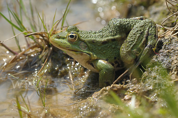 Teichfrosch (Pelophylax kl. esculentus)