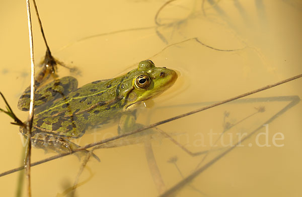 Teichfrosch (Pelophylax kl. esculentus)