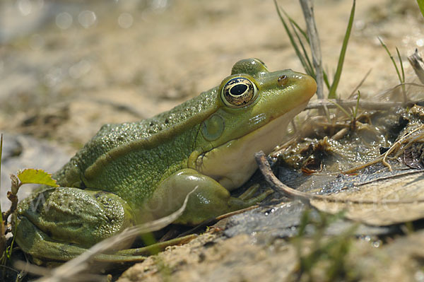 Teichfrosch (Pelophylax kl. esculentus)